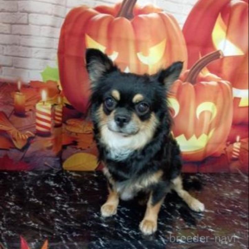 販売中の滋賀県のチワワ(スムースコート)-446558の5枚目