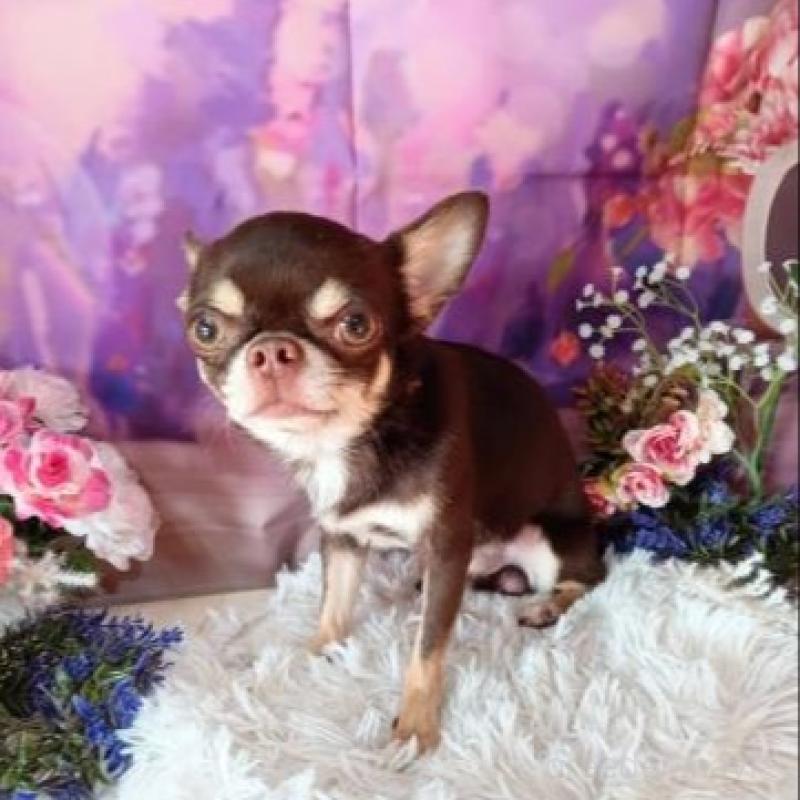 販売中の滋賀県のチワワ(スムースコート)-446558の4枚目