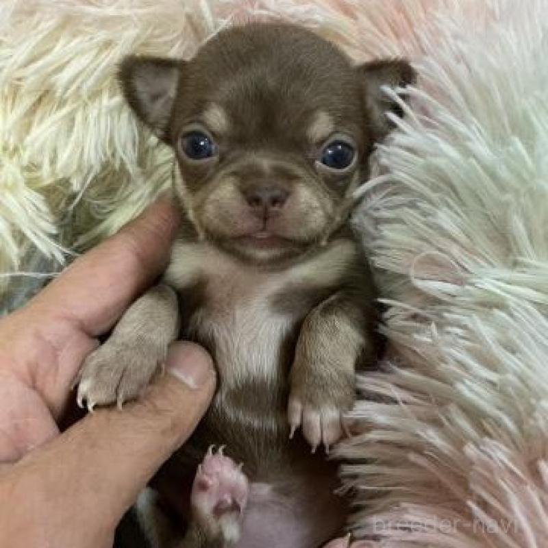 販売中の滋賀県のチワワ(スムースコート)-446558