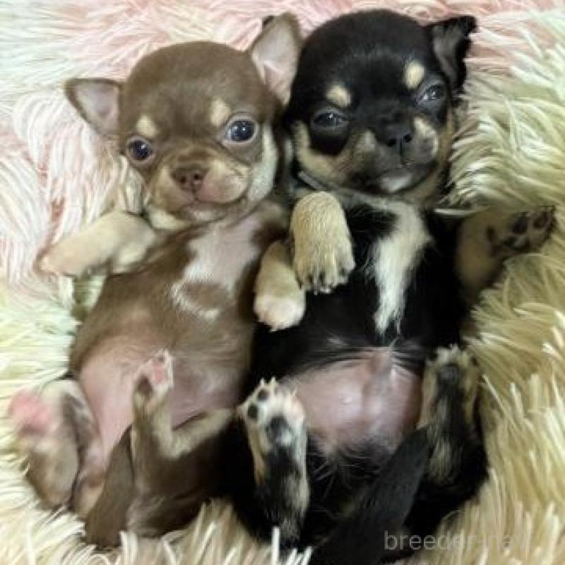 販売中の滋賀県のチワワ(スムースコート)-446558の3枚目