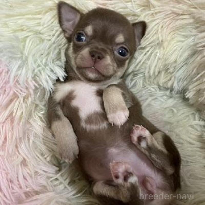 販売中の滋賀県のチワワ(スムースコート)-446558の2枚目