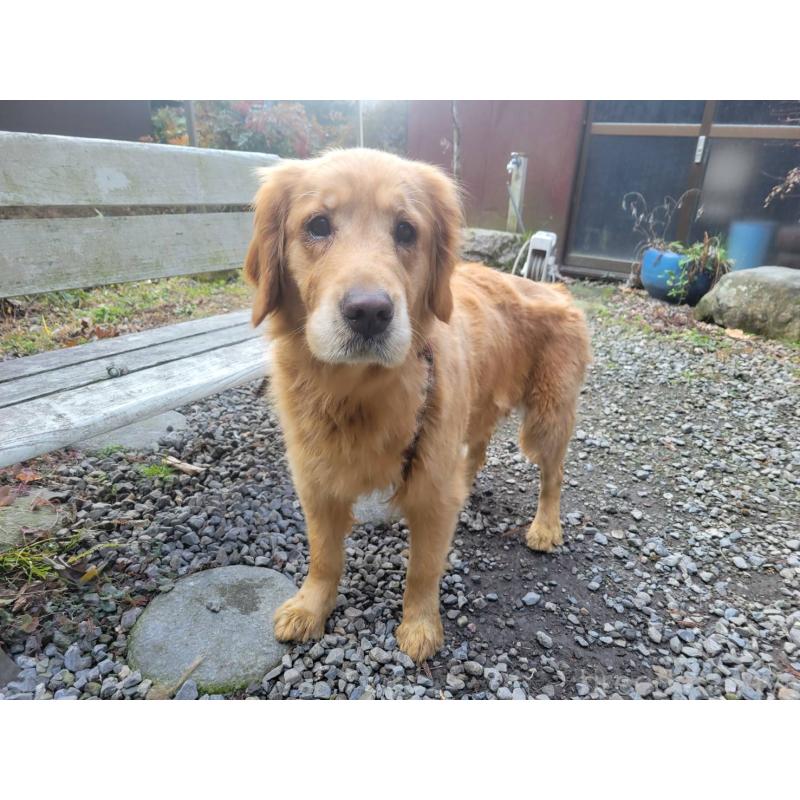 商談中の三重県のゴールデンレトリーバー-446559の4枚目