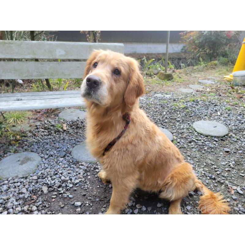 商談中の三重県のゴールデンレトリーバー-446559の3枚目