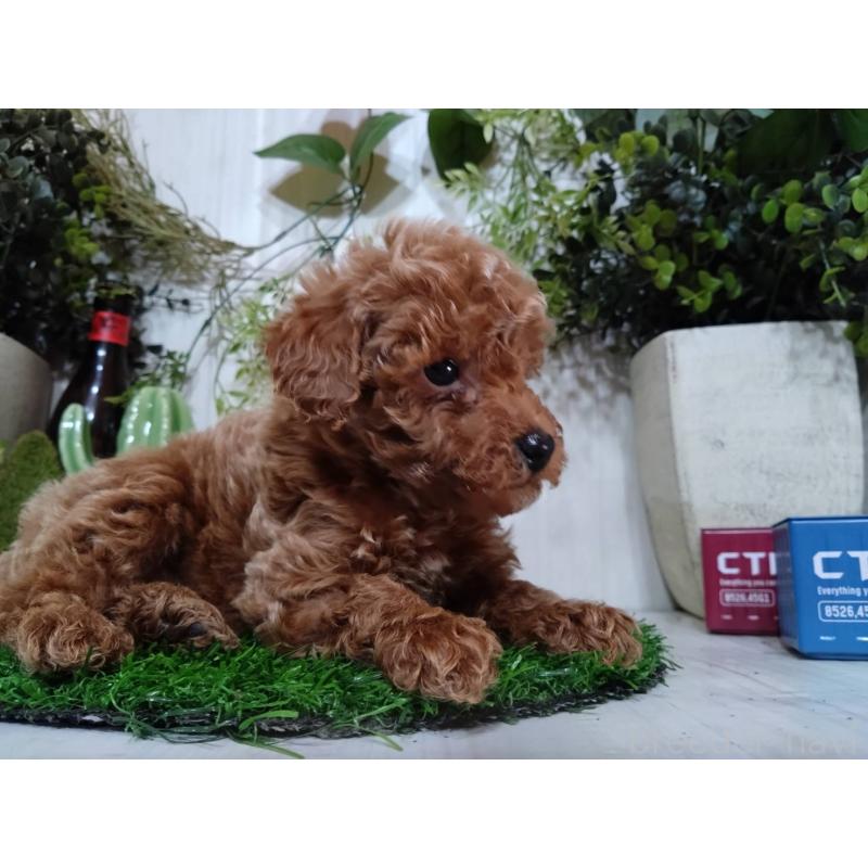 販売中の三重県のタイニープードル-446560の9枚目