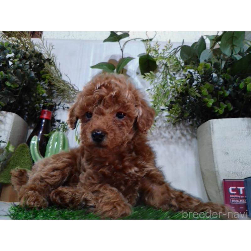 販売中の三重県のタイニープードル-446560の8枚目