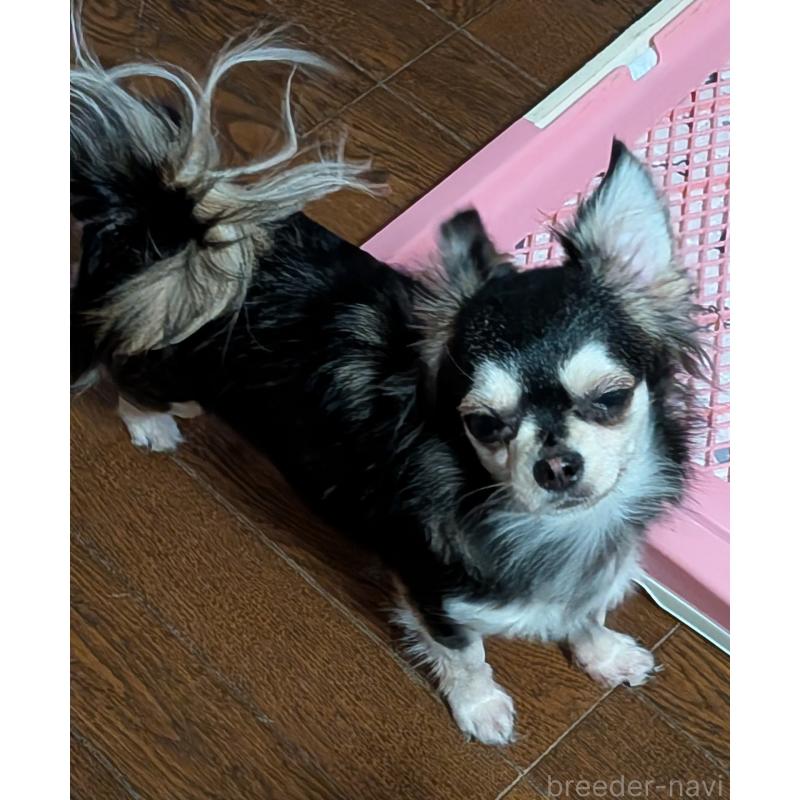 販売中の新潟県のチワワ(ロングコート)-431358の4枚目