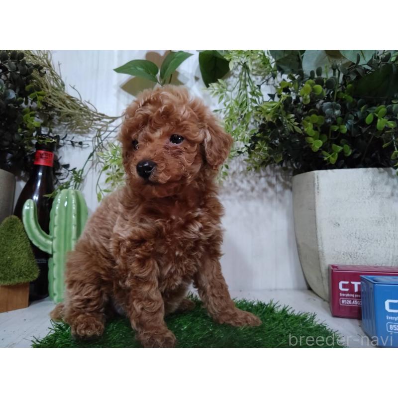 販売中の三重県のタイニープードル-446560の6枚目