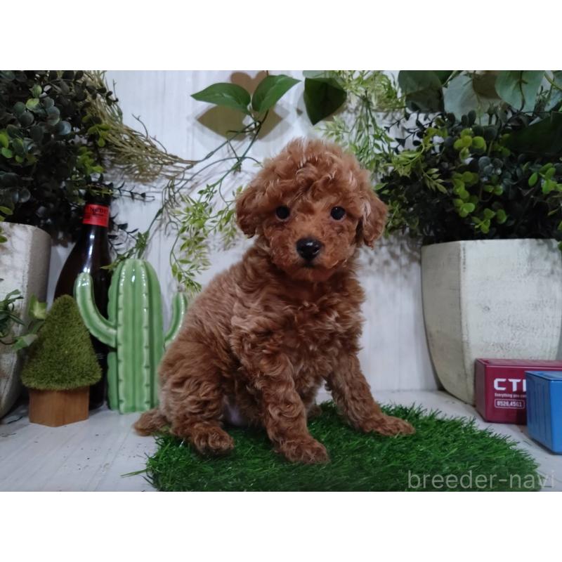 販売中の三重県のタイニープードル-446560の5枚目