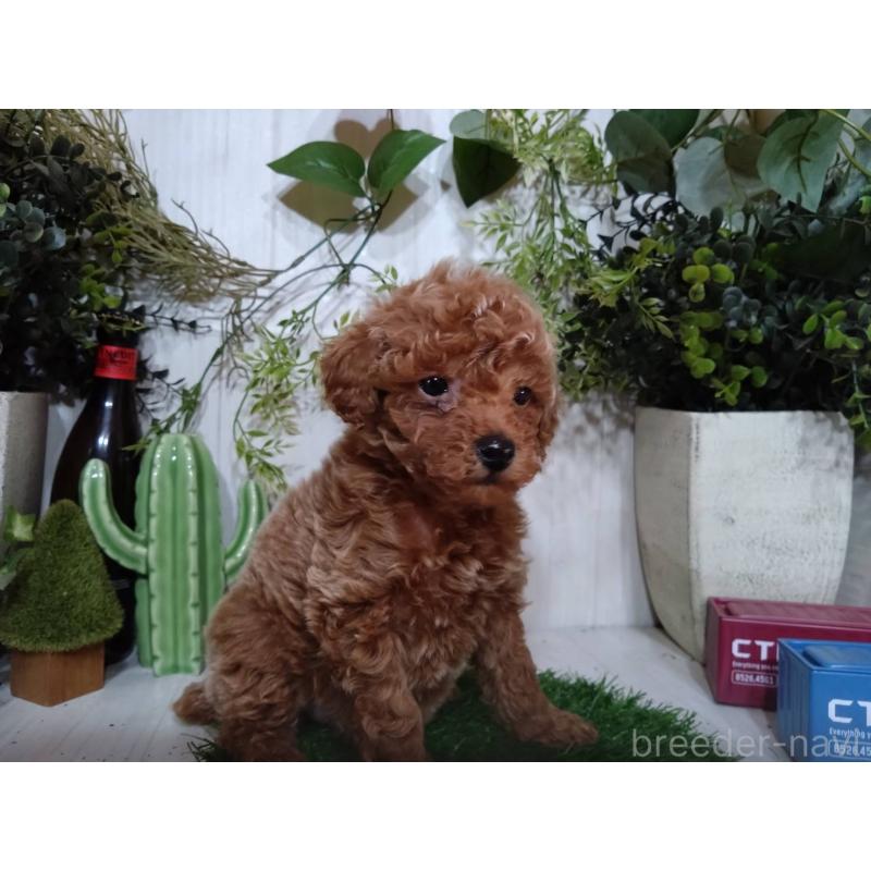 販売中の三重県のタイニープードル-446560の4枚目