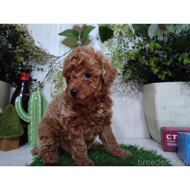 販売中の三重県のタイニープードル-446560の3枚目