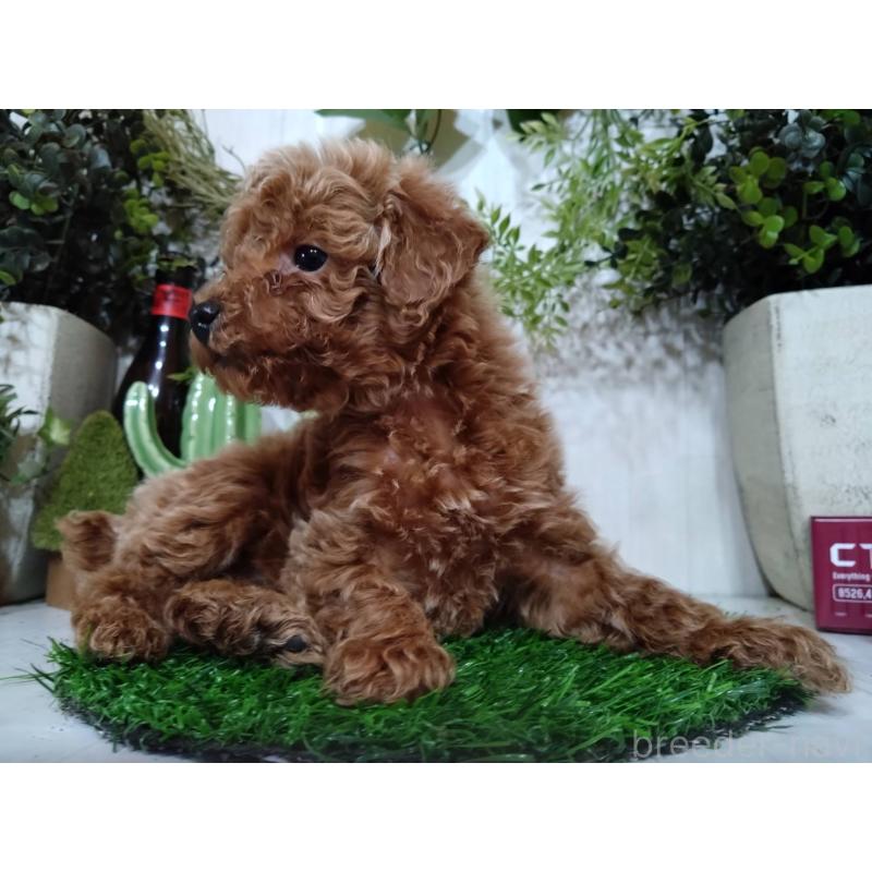 販売中の三重県のタイニープードル-446560の2枚目