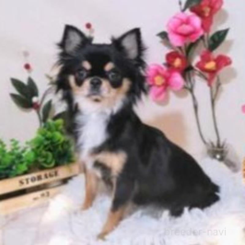 販売中の滋賀県のチワワ(スムースコート)-446561の5枚目