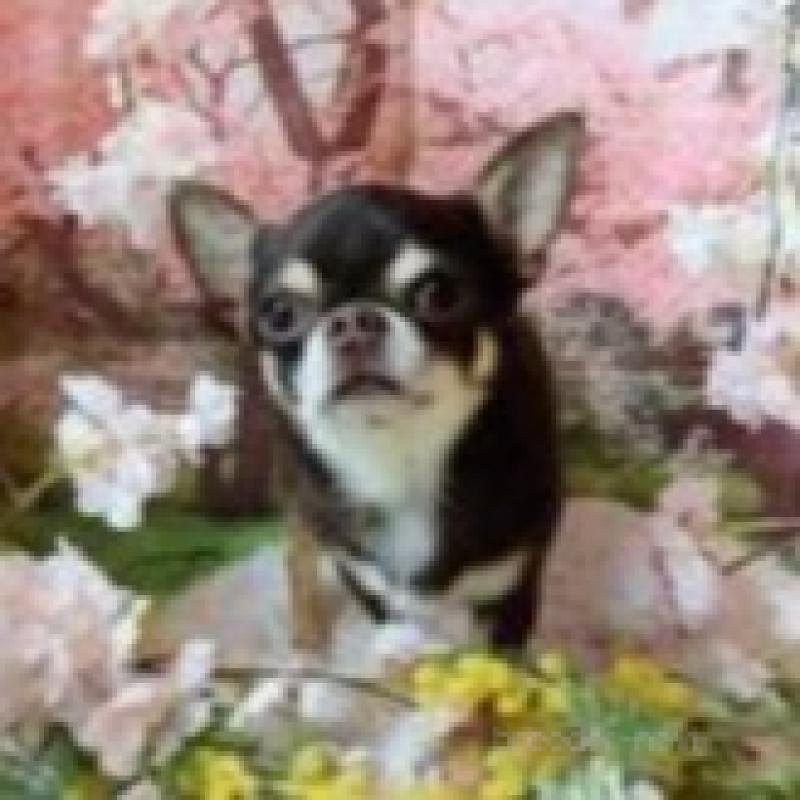 販売中の滋賀県のチワワ(スムースコート)-446561の4枚目