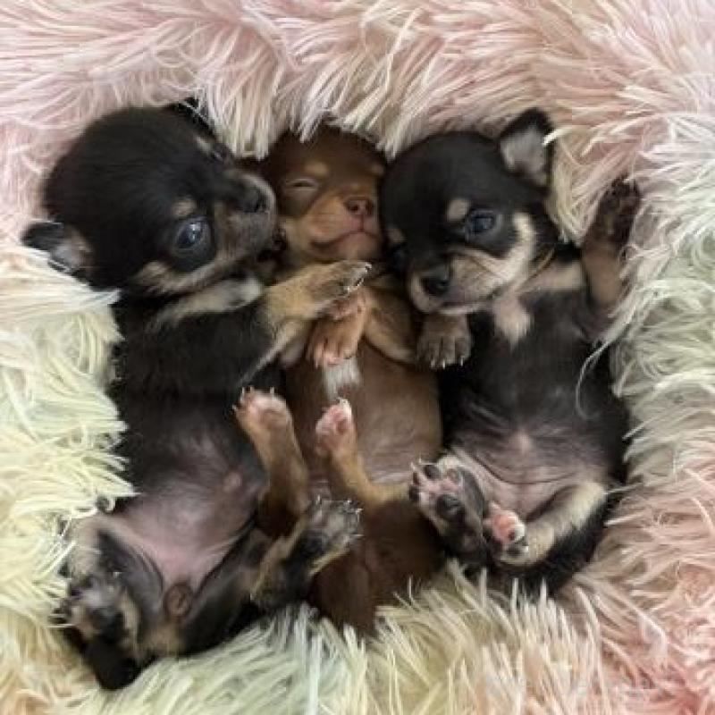 販売中の滋賀県のチワワ(スムースコート)-446561の3枚目