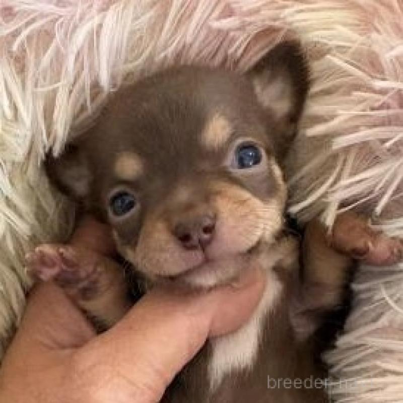 販売中の滋賀県のチワワ(スムースコート)-446561の1枚目