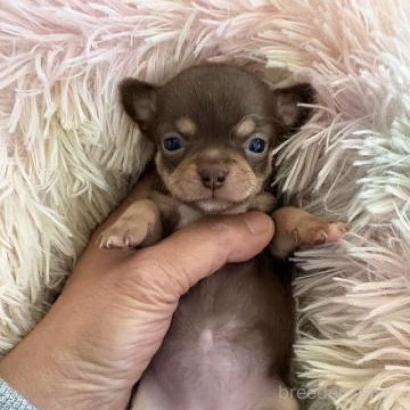 販売中の滋賀県のチワワ(スムースコート)-446561の2枚目