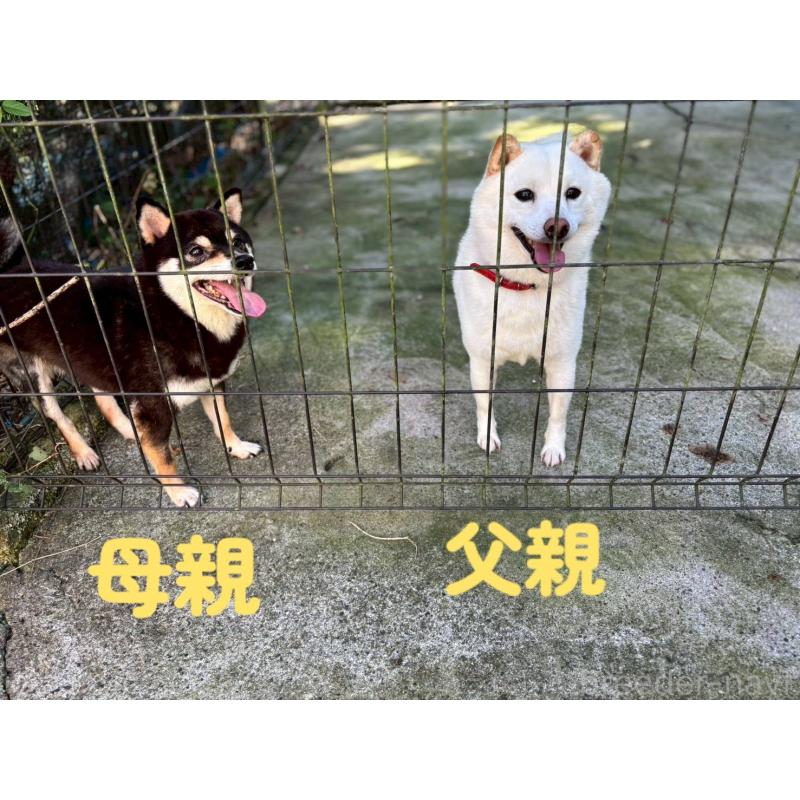 成約済の鹿児島県の豆柴-438055の2枚目