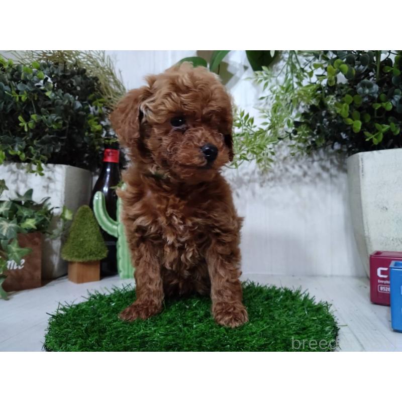 販売中の三重県のタイニープードル-446563の6枚目