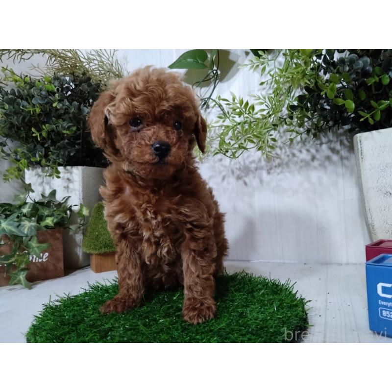 販売中の三重県のタイニープードル-446563の5枚目