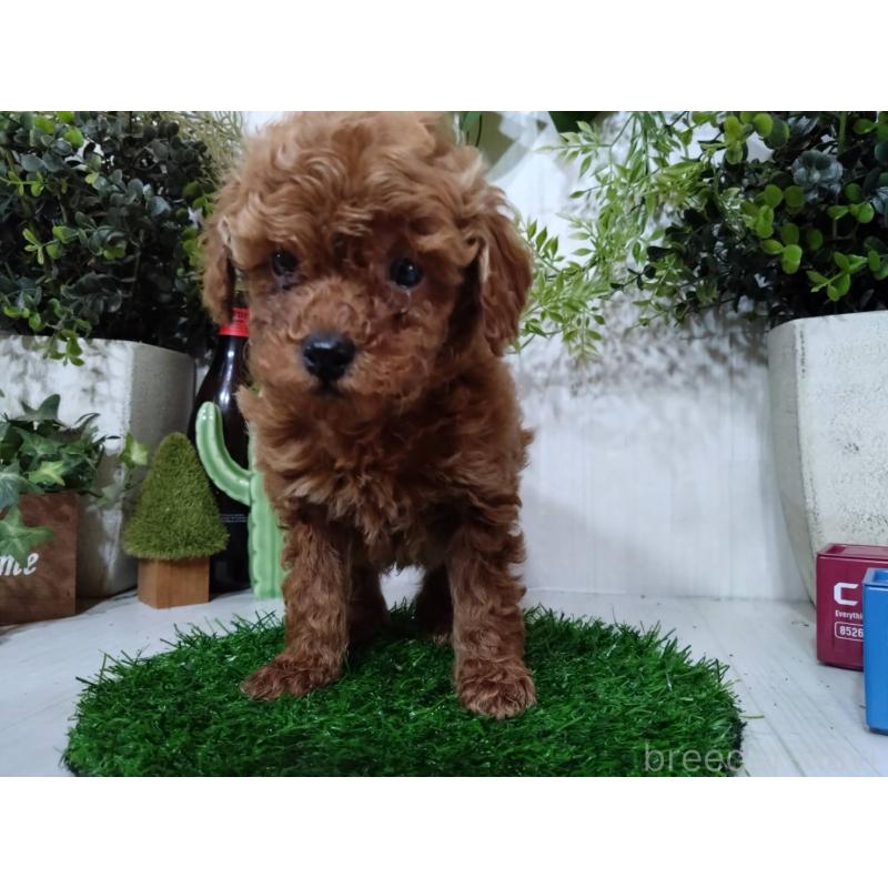 販売中の三重県のタイニープードル-446563の4枚目