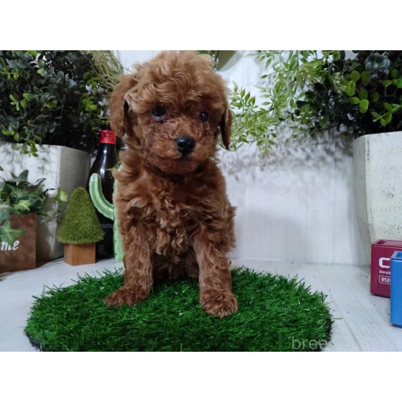 販売中の三重県のタイニープードル-446563