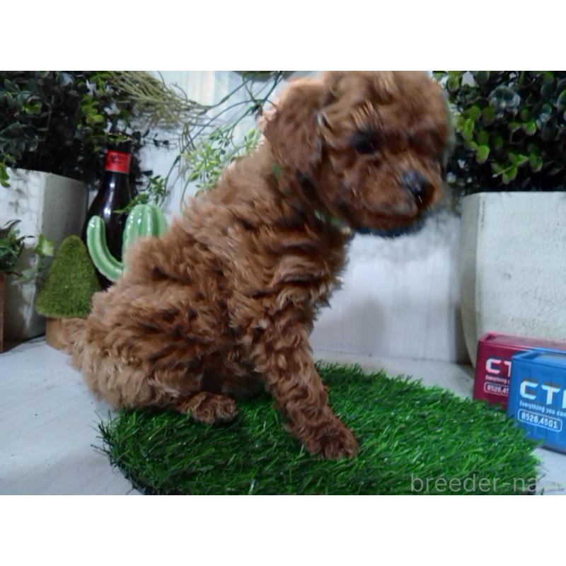 販売中の三重県のタイニープードル-446563の3枚目