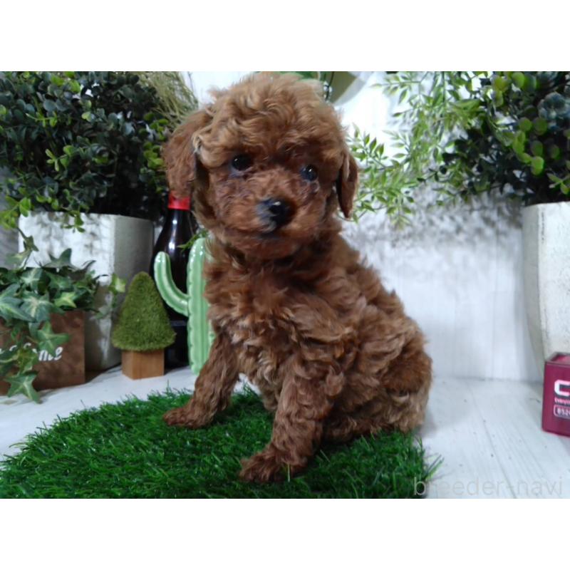 販売中の三重県のタイニープードル-446563の2枚目