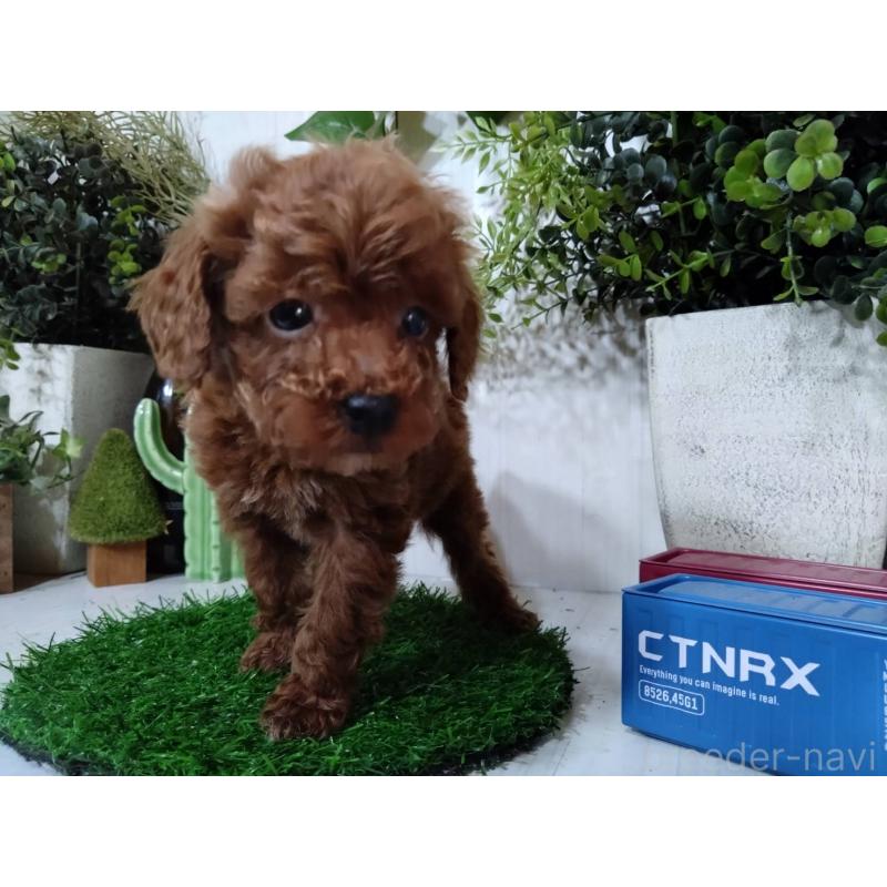 販売中の三重県のタイニープードル-446564の1枚目