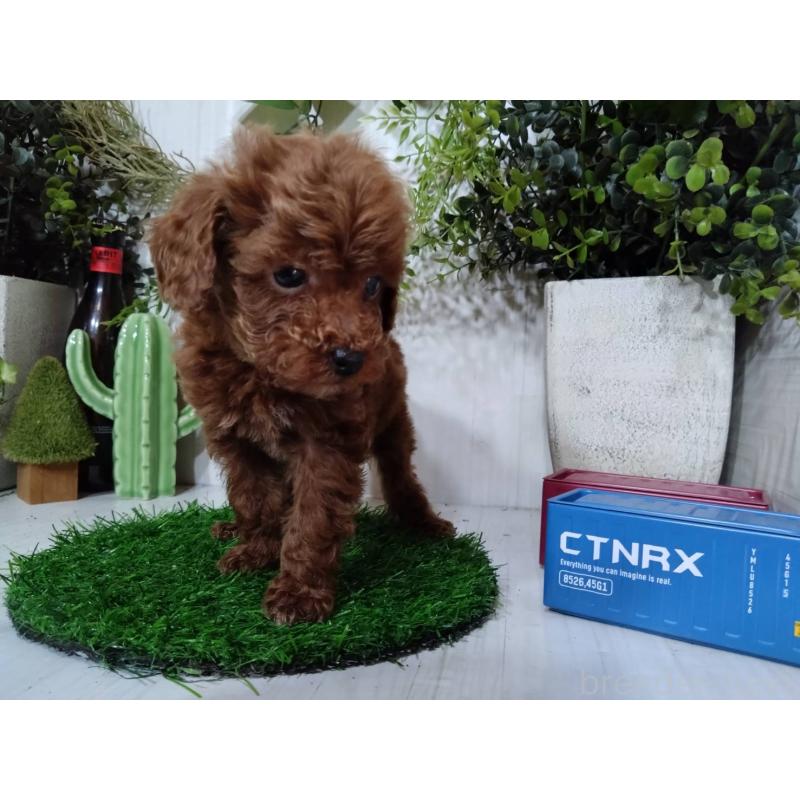 販売中の三重県のタイニープードル-446564の6枚目