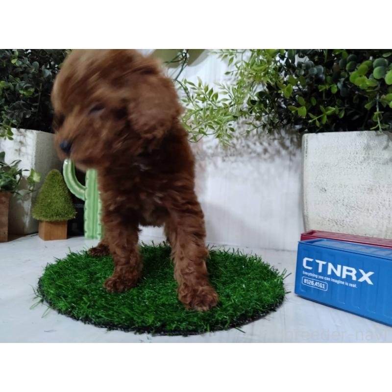 販売中の三重県のタイニープードル-446564の5枚目