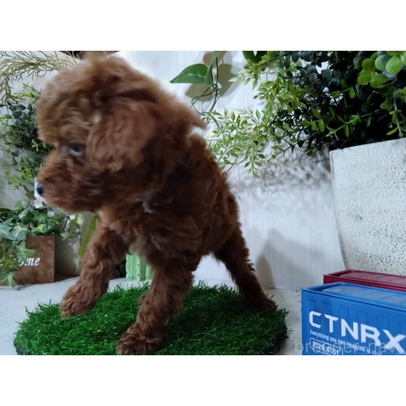 販売中の三重県のタイニープードル-446564の4枚目