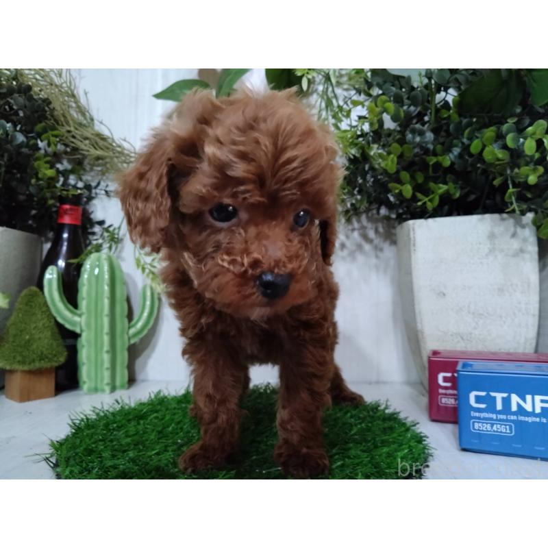 販売中の三重県のタイニープードル-446564の3枚目