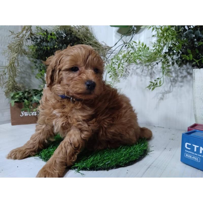 販売中の三重県のポメプー:ポメラニアン×トイプードル-446565