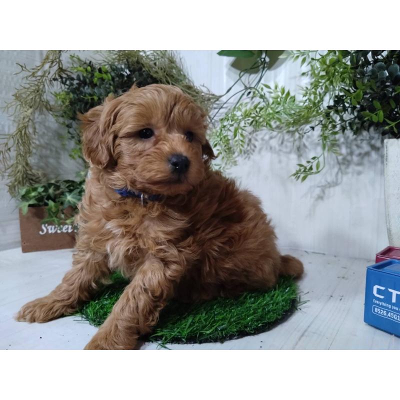 販売中の三重県のポメプー:ポメラニアン×トイプードル-446565の10枚目