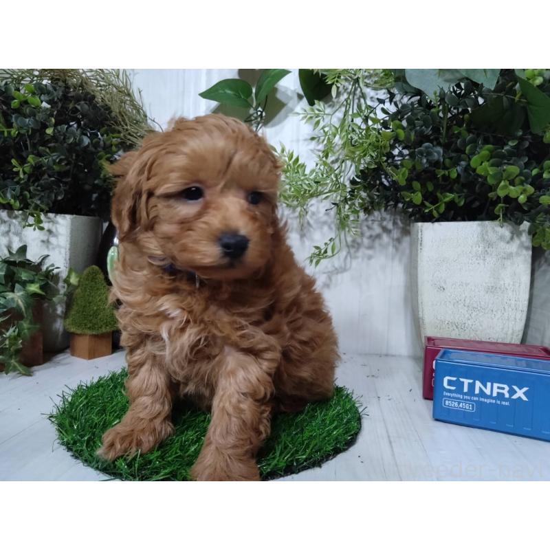 販売中の三重県のポメプー:ポメラニアン×トイプードル-446565の9枚目