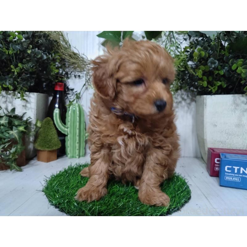 販売中の三重県のポメプー:ポメラニアン×トイプードル-446565の8枚目