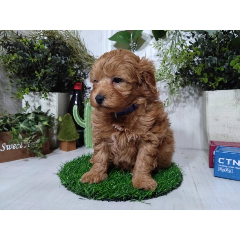 販売中の三重県のポメプー:ポメラニアン×トイプードル-446565の7枚目