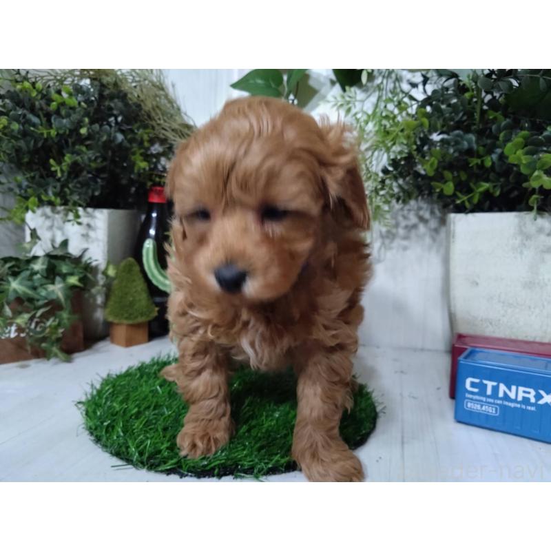 販売中の三重県のポメプー:ポメラニアン×トイプードル-446565の6枚目