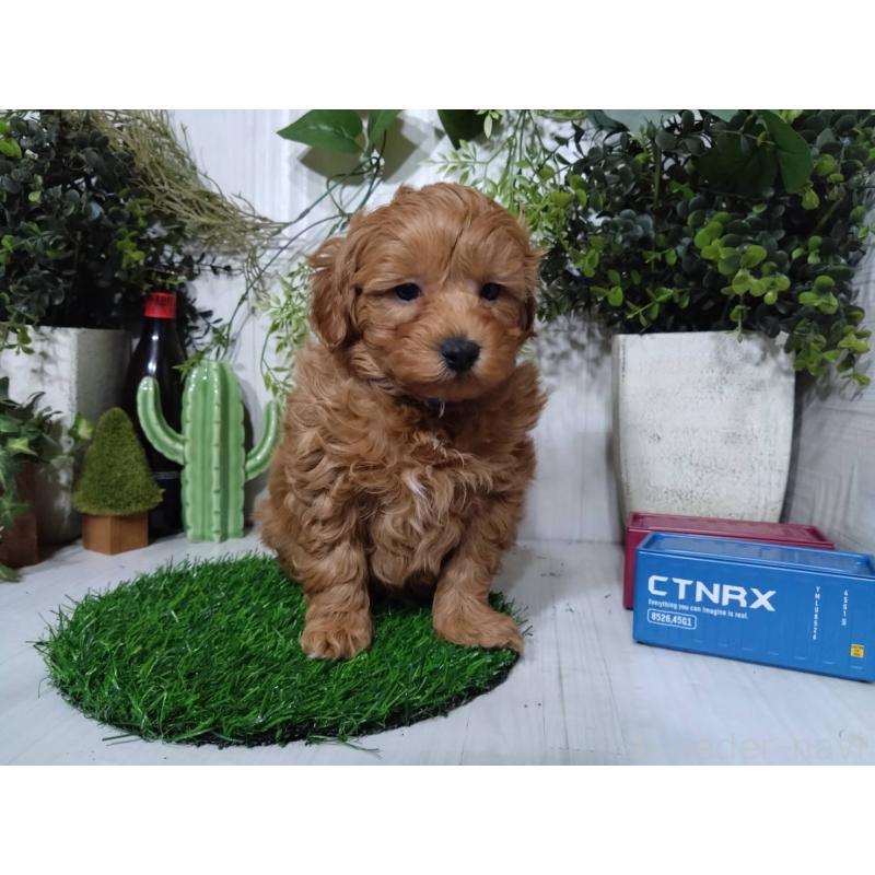 販売中の三重県のポメプー:ポメラニアン×トイプードル-446565の5枚目