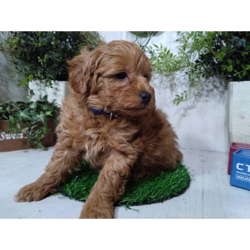 販売中の三重県のポメプー:ポメラニアン×トイプードル-446565の4枚目