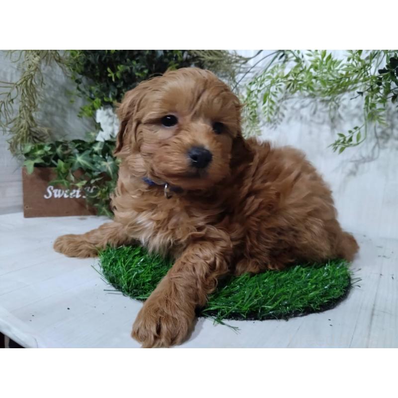 販売中の三重県のポメプー:ポメラニアン×トイプードル-446565の3枚目