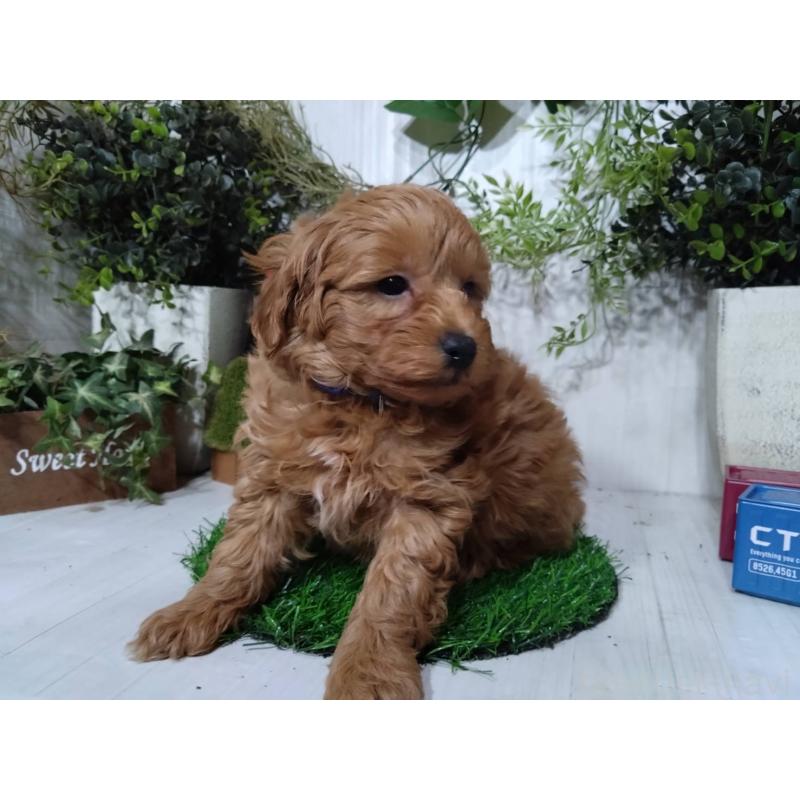 販売中の三重県のポメプー:ポメラニアン×トイプードル-446565の2枚目