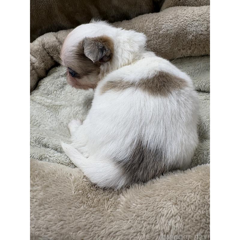 販売中の東京都のミックス犬-446840の7枚目