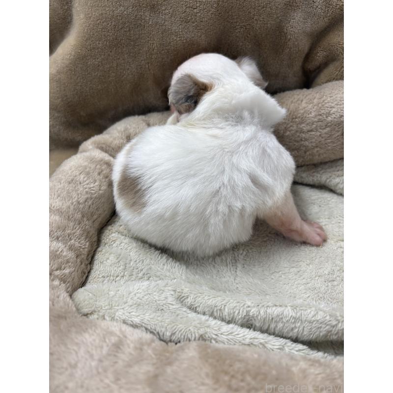 販売中の東京都のミックス犬-446840の6枚目