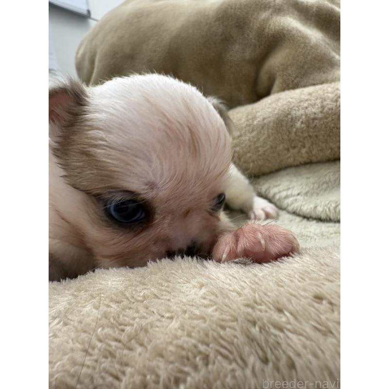 販売中の東京都のミックス犬-446840の5枚目