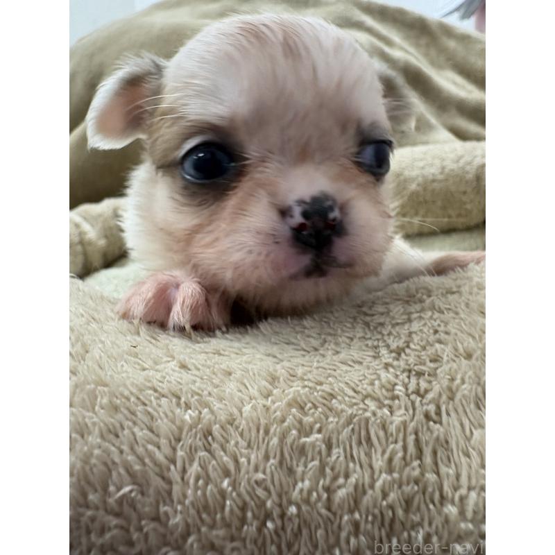 販売中の東京都のミックス犬-446840の4枚目