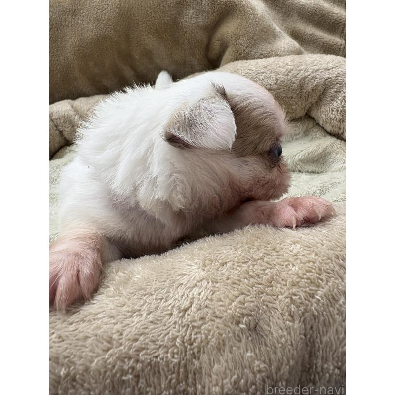 販売中の東京都のミックス犬-446840の3枚目