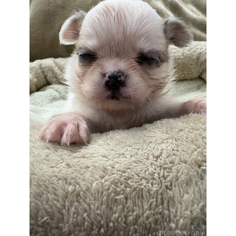 販売中の東京都のミックス犬-446840の2枚目