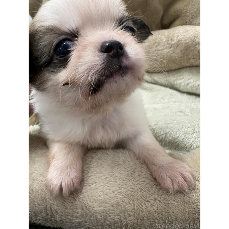 販売中の東京都のミックス犬-446841の6枚目