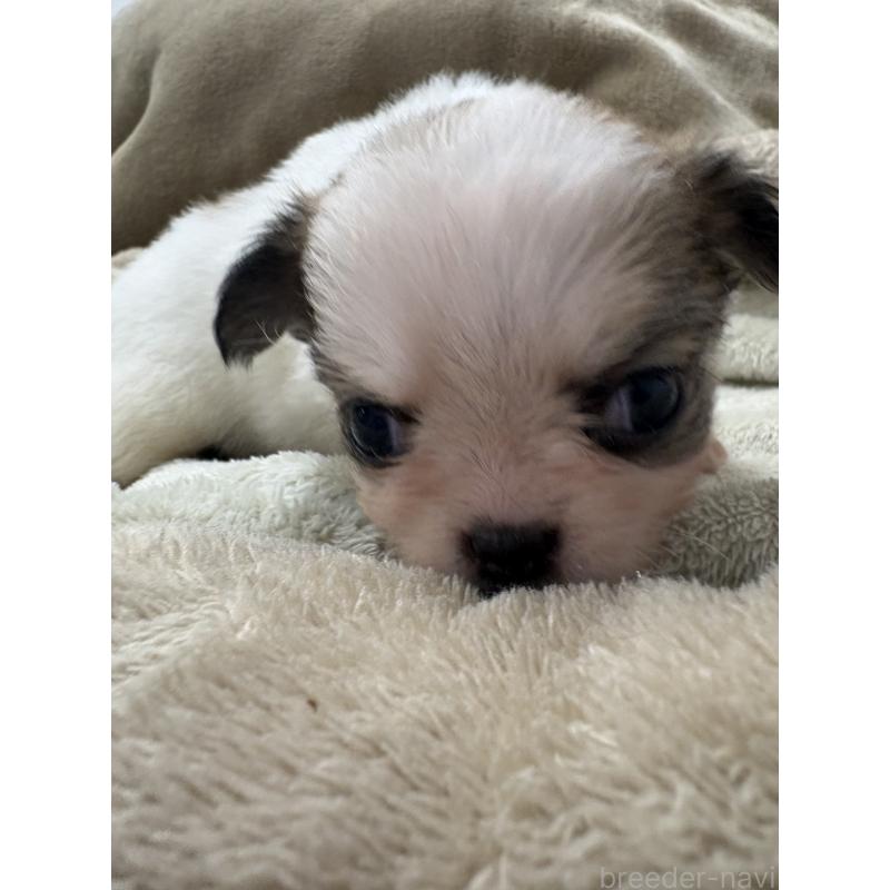 販売中の東京都のミックス犬-446841の5枚目